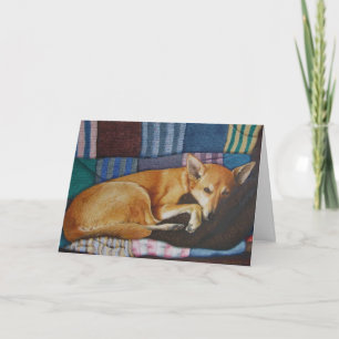 German shepherd labrador kor, hund porträtt kort