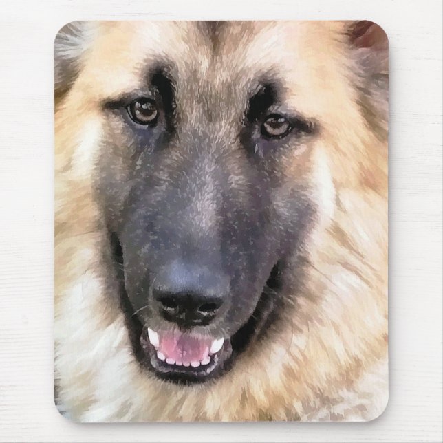 GERMAN SHEPHERD MUSMATTA (Framsidan)