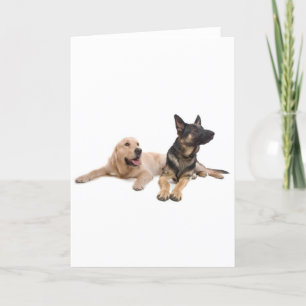 German Shepherd och Gulden hämmare Kort