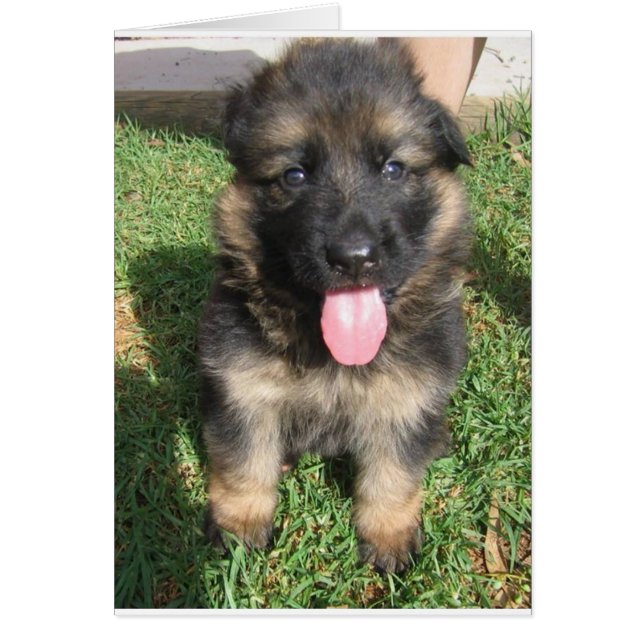 german shepherd puppy.png hälsningskort (Framsidan)