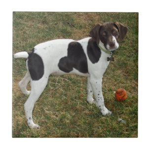 German_short_haired_pointer_puppy Kakelplatta