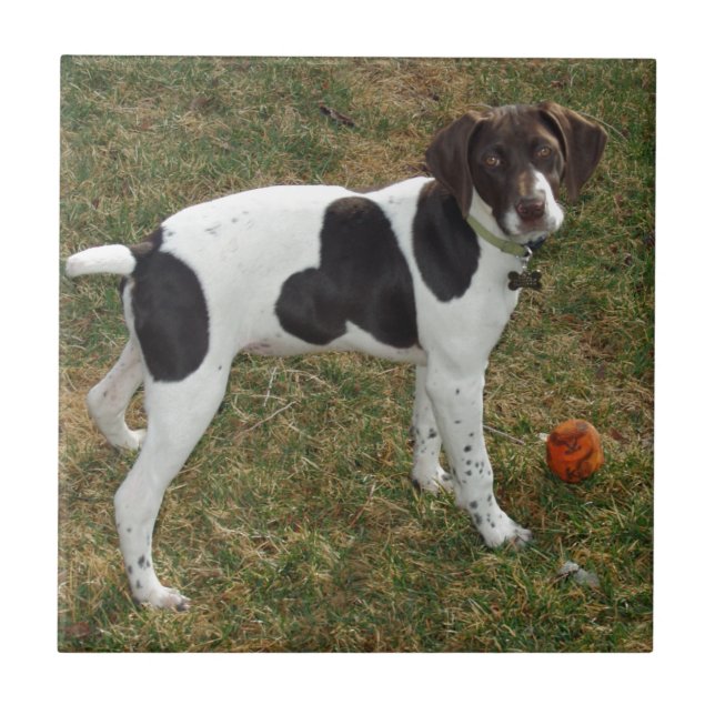German_short_haired_pointer_puppy Kakelplatta (Framsidan)