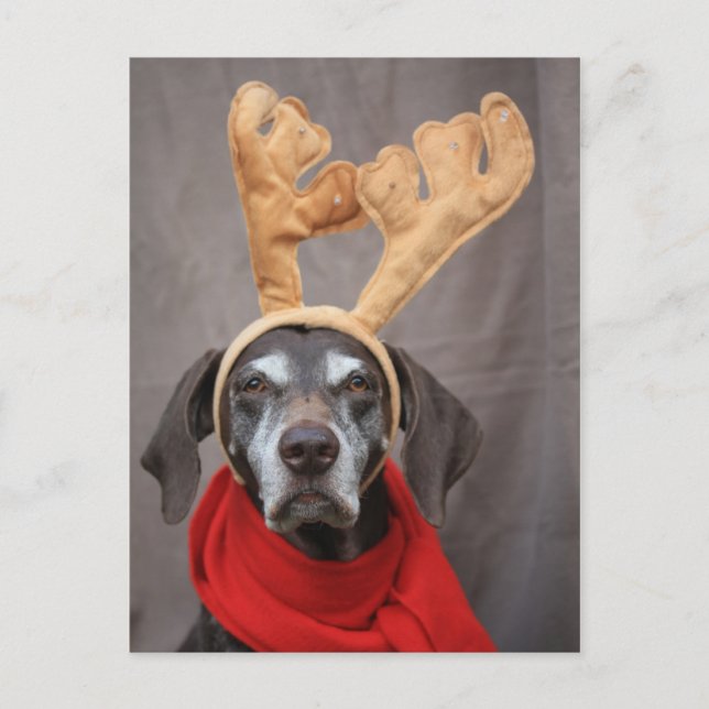 german shorthaged reindeer vykort (Framsida)