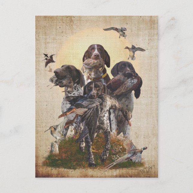 German Shorthaired Pointer     Vykort (Framsida)