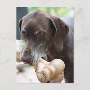 german shorthalls-pekare vykort