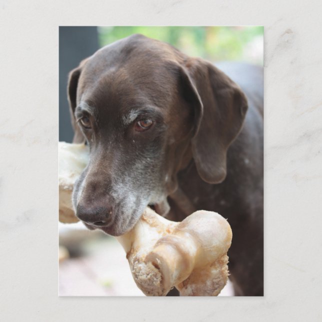 german shorthalls-pekare vykort (Framsida)