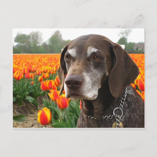 german shorthar pekare blomma fält vykort (Framsida)