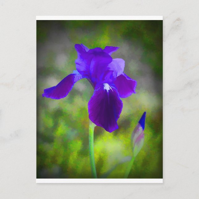 Germanic Lila Iris Blommar Digitalt Paediatric Vykort (Framsida)