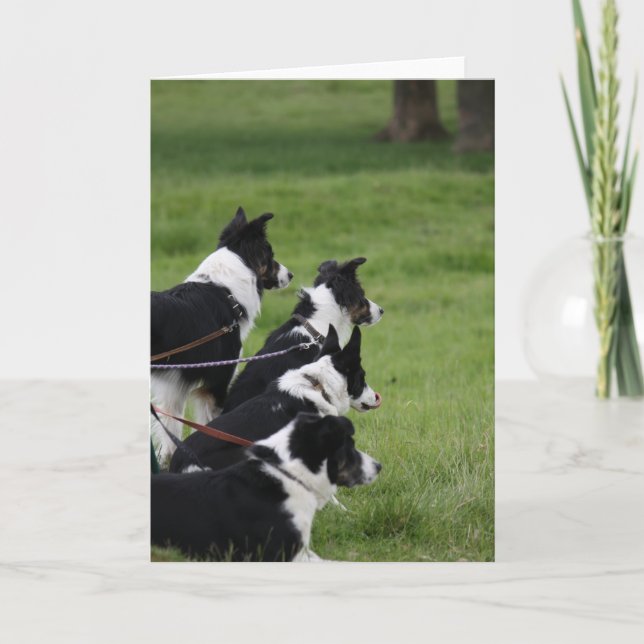 GermanShepherds Kort (Framsida)