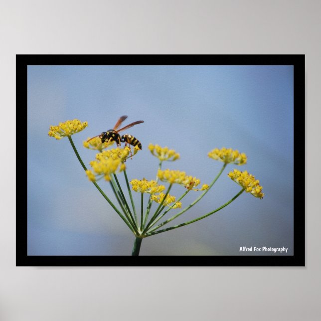 Geting som pollinerar vild fänkål poster (Framsidan)