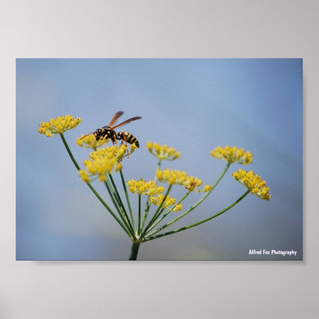 Geting som pollinerar vild fänkål poster (Framsidan)