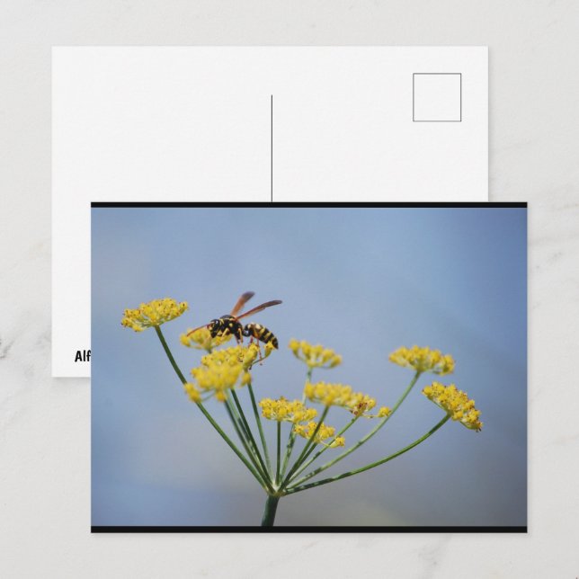 Geting som pollinerar vild fänkål vykort (Fram/baksida)