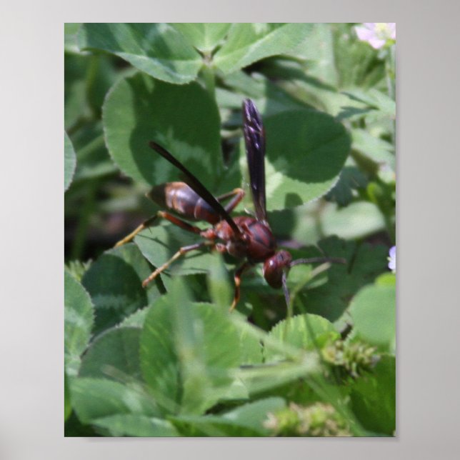 Getingaffisch Poster (Framsidan)