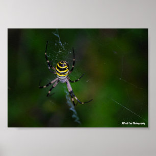 Getingspindel, Hjulspindel Poster
