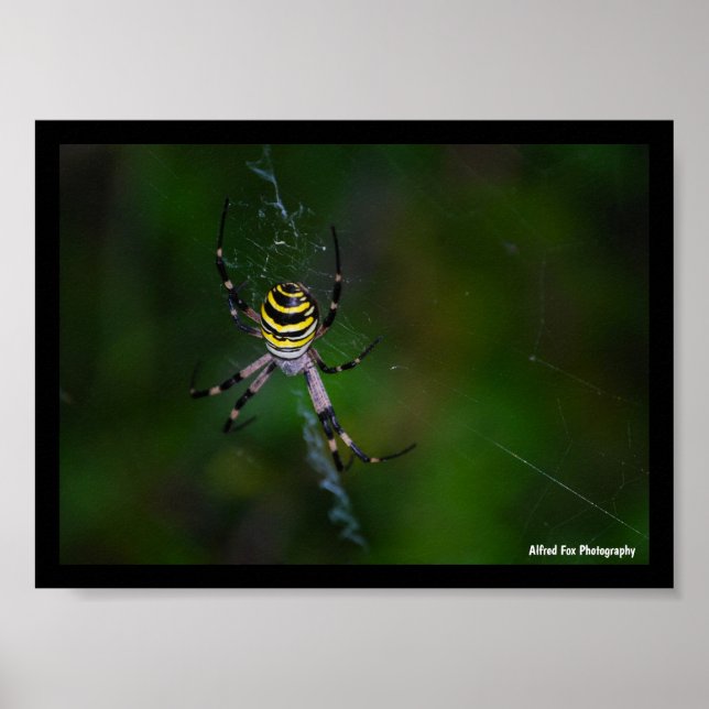 Getingspindel, Hjulspindel Poster (Framsidan)