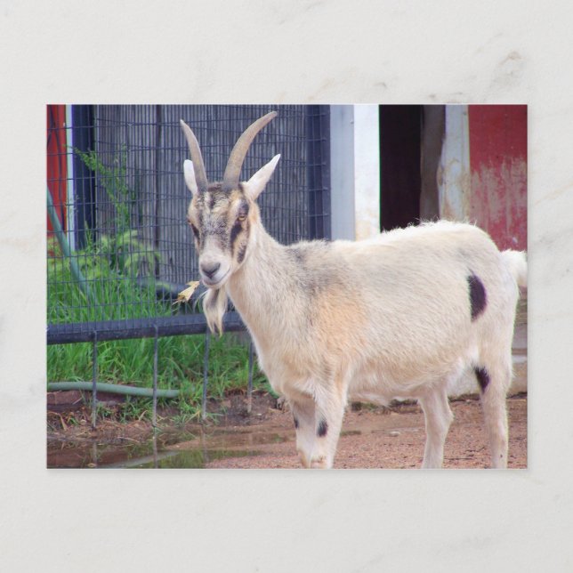 getkort vykort (Framsida)