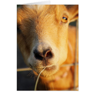 Getkyssar Hälsningskort