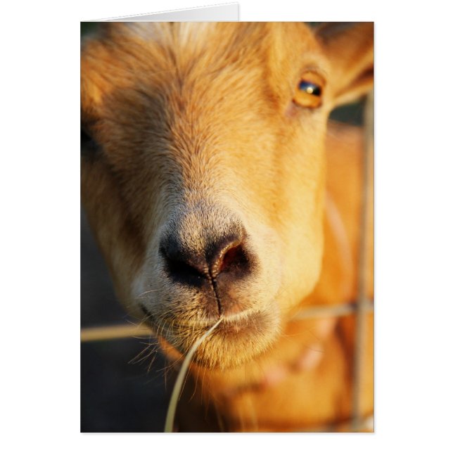 Getkyssar Hälsningskort (Framsidan)