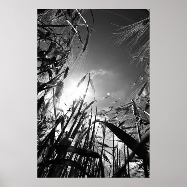 Getreide Schwarz Weiß Poster (Framsidan)