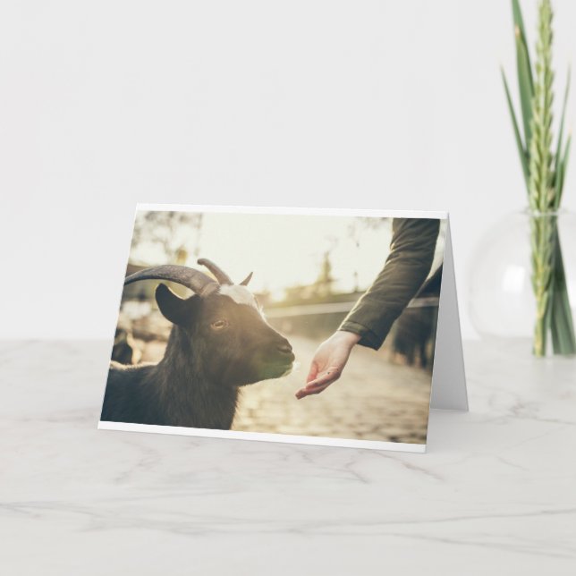 Getter och getter (21) kort (Framsida)