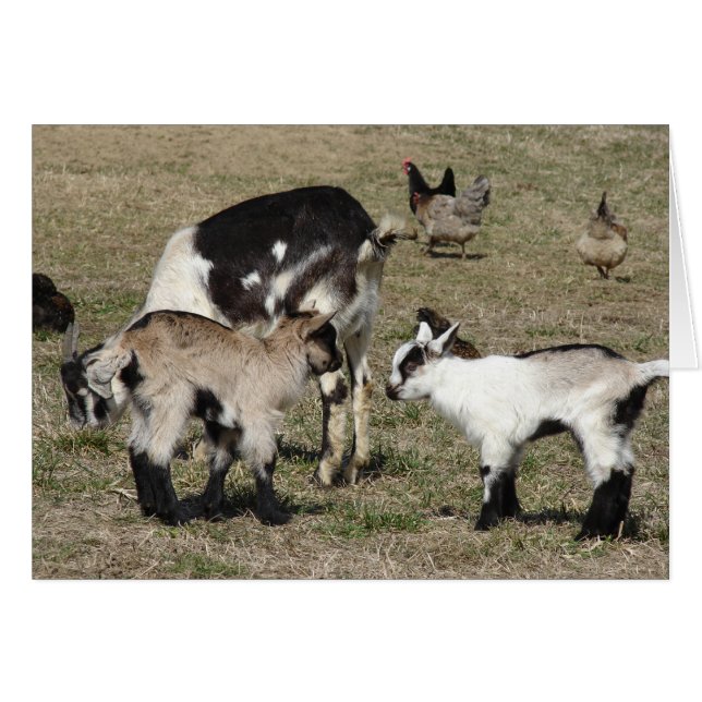 Getter och kycklingar hälsningskort (Framsidan Horizontal)