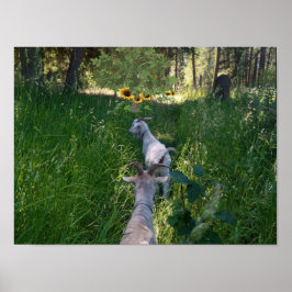 Getter på bete med mycket gräs poster