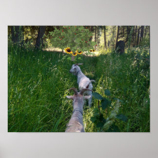 Getter på bete med mycket gräs poster