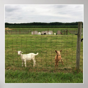 Getter på en gård poster