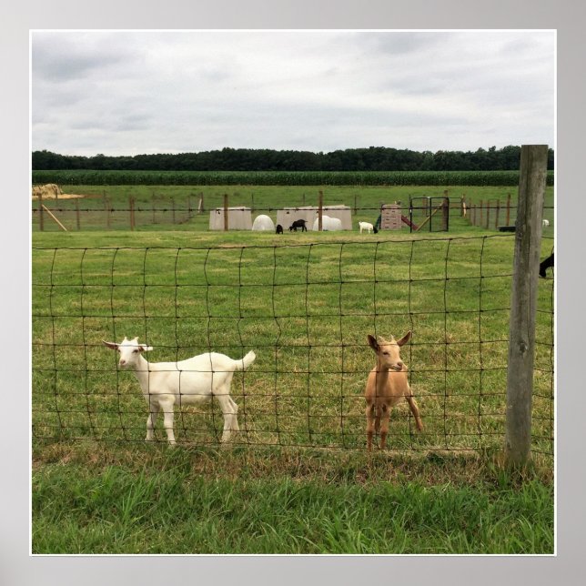 Getter på en gård poster (Framsidan)