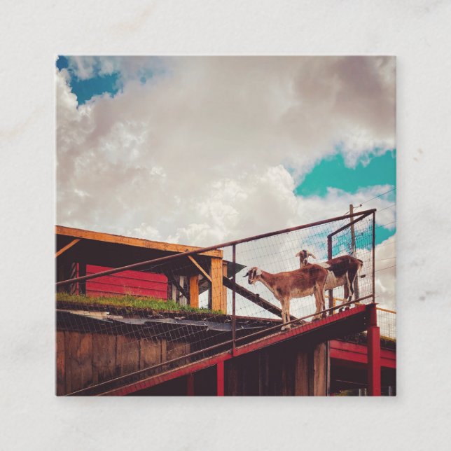 getter på tak fyrkantigt visitkort (Framsida)