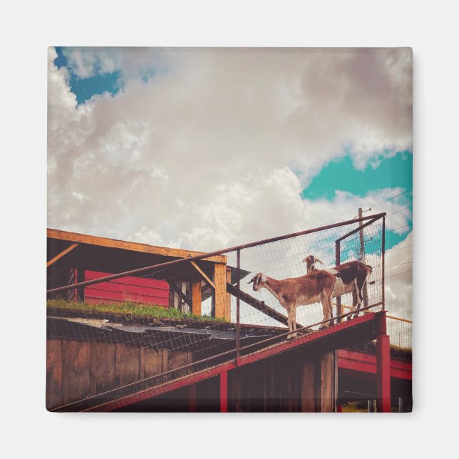 getter på tak magnet (Framsidan)