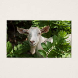 Getter tittar inom stängda dörrar visitkort