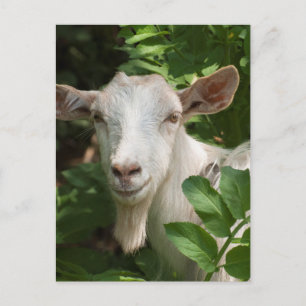 Getter tittar inom stängda dörrar vykort