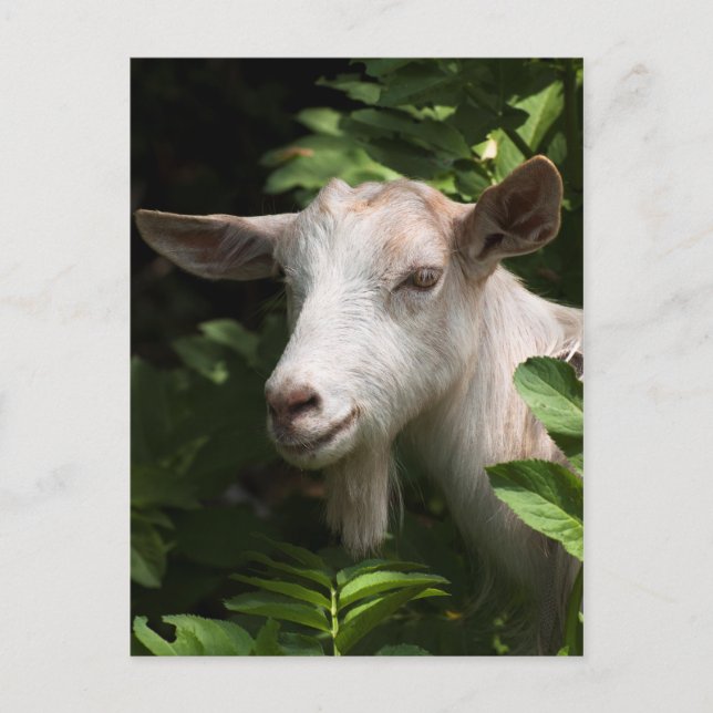 Getter tittar inom stängda dörrar vykort (Framsida)