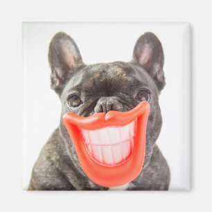 Getty avbildar A som ler hunden Magnet