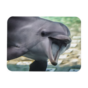 Getty avbildar den delfinen magnet