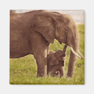 Getty avbildar den elefanten & babyen magnet
