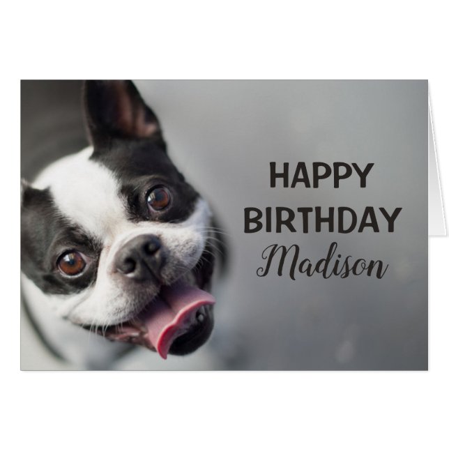 Getty avbildar | den franska bulldoggen hälsningskort (Framsidan Horizontal)