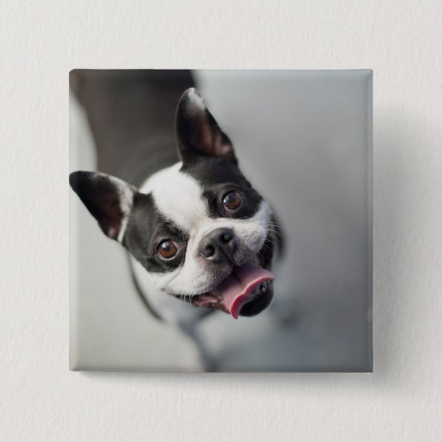 Getty avbildar | den franska bulldoggen knapp (Framsida)