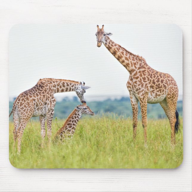 Getty avbildar den | girafffamiljen musmatta (Framsidan)
