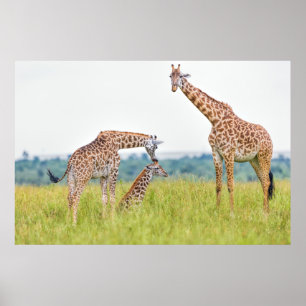 Getty avbildar den girafffamiljen poster