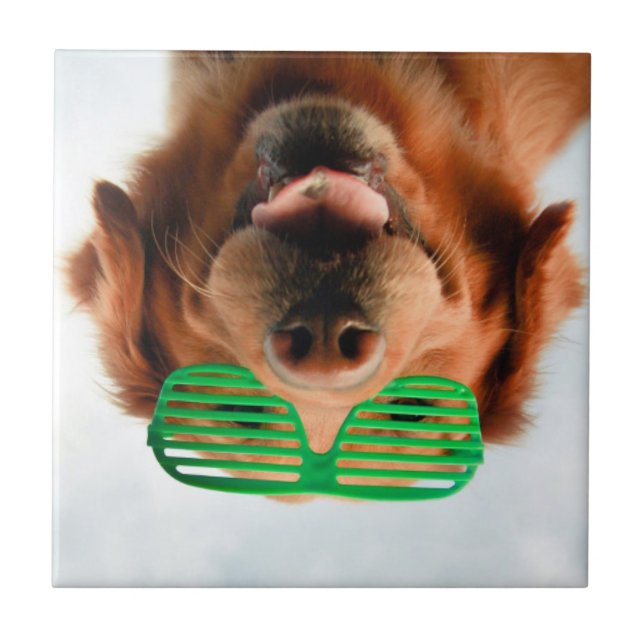 Getty avbildar den | hunden med exponeringsglas kakelplatta (Framsidan)
