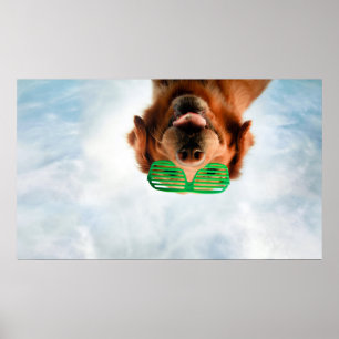 Getty avbildar den   hunden med exponeringsglas poster