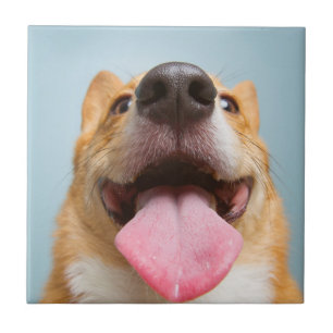 Getty avbildar den jätteglada corgien kakelplatta