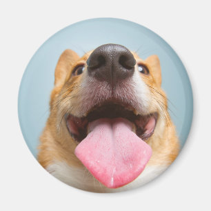 Getty avbildar   den jätteglada corgien magnet