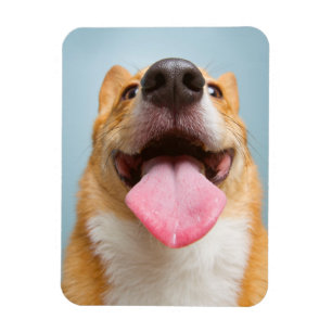 Getty avbildar den jätteglada corgien magnet