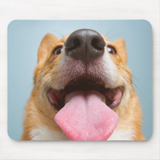 Getty avbildar | den jätteglada corgien musmatta (Framsidan)
