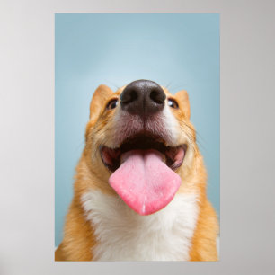Getty avbildar den jätteglada corgien poster
