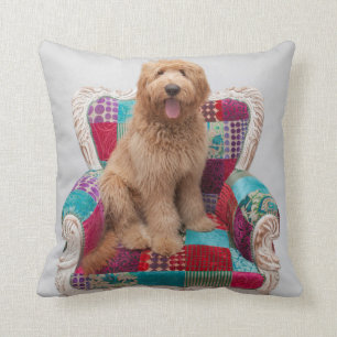 Getty avbildar gulliga Goldendoodle Kudde