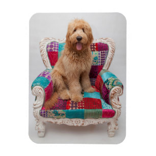 Getty avbildar gulliga Goldendoodle Magnet
